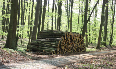 Stammholz im Stadtwald Neuruppin
